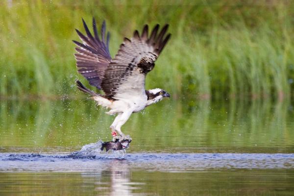 Osprey