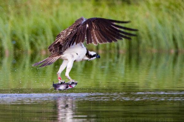 Fishing Osprey