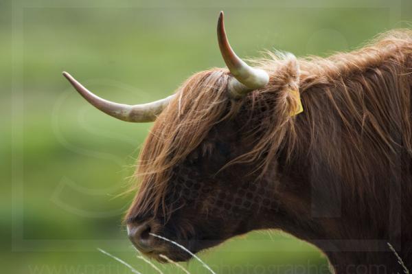 Highland Cattle