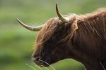 Highland Cattle