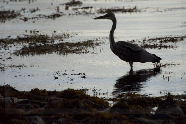 Grey Heron