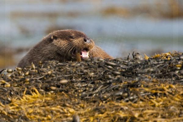 Otter feeding