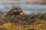 Otter feeding