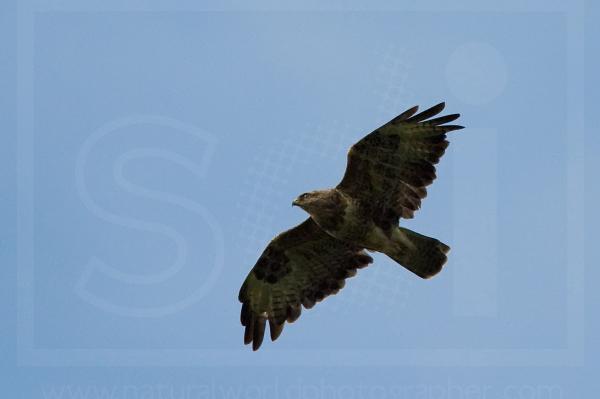 Soaring Buzzard