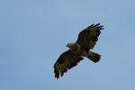 Soaring Buzzard