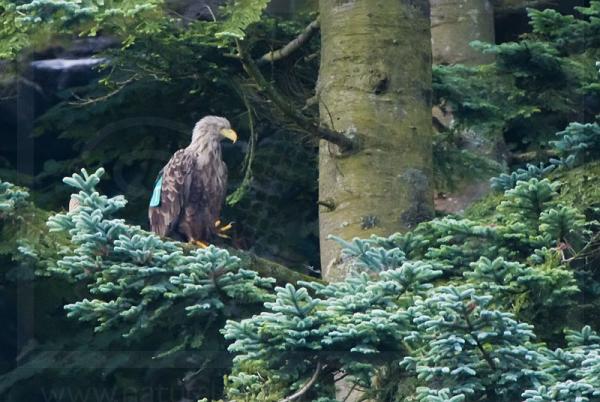 White-Tailed Sea Eagle