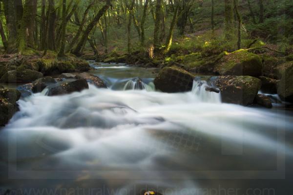 Golitha Falls