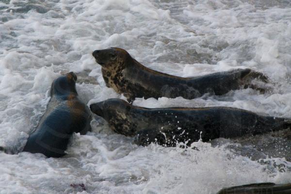 Grey Seals meeting