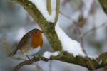 Winter Robin