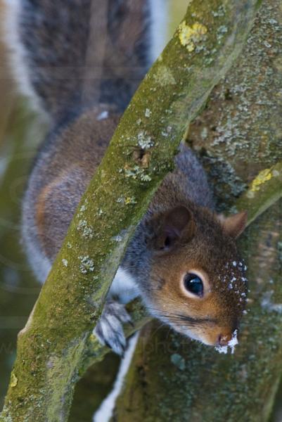 Winter Grey Squirrel