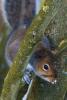 Winter Grey Squirrel