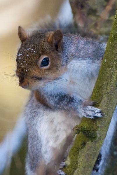 Grey Squirrel Portrait