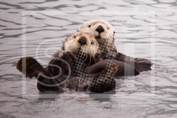 Sea Otters