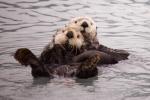 Sea Otters