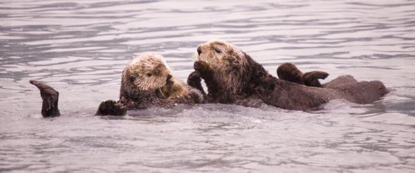 Sea Otter Pair