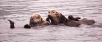 Sea Otter Pair