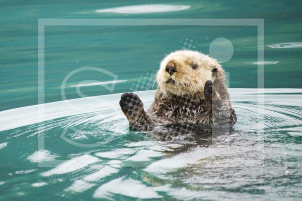 Sea Otter