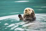 Sea Otter