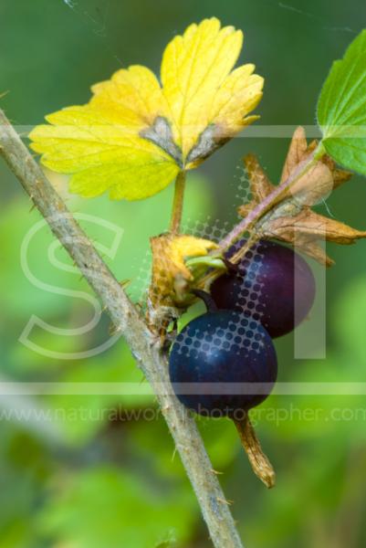 Serviceberry