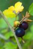 Serviceberry