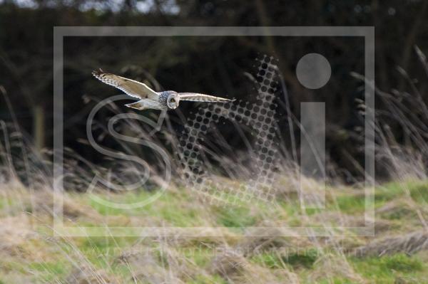 Short Eared Owl Flying