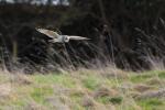 Short Eared Owl Flying