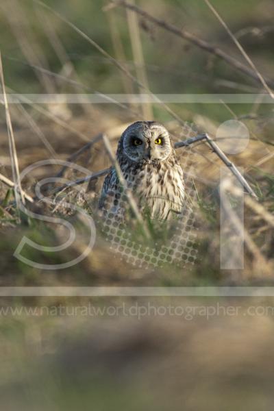 Short-Eared Owl