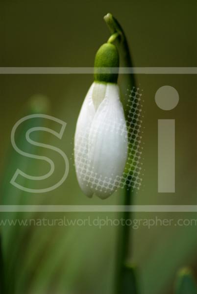 Snowdrop