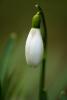 Snowdrop