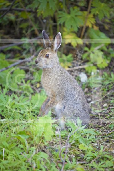 Snowshoe Hare on Hind Legs