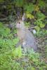 Snowshoe Hare on Hind Legs