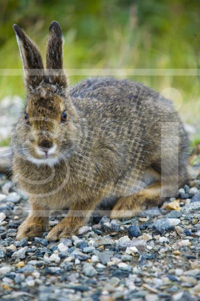 Snowshoe Hare