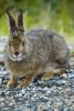 Snowshoe Hare