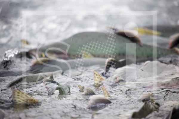 Spawning Sockeye Salmon