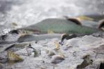 Spawning Sockeye Salmon