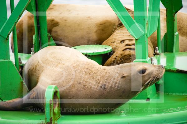 Stellar's Sealions on Buoy