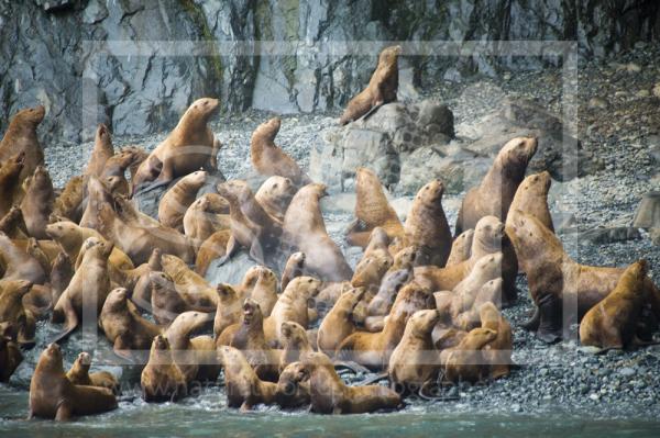 Stellar's Sealions