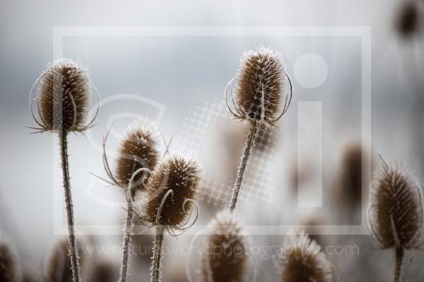 Frost Covered Teasels