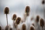 Frost Covered Teasels