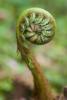 Tree Fern