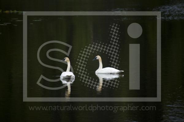 Trumpeter Swans