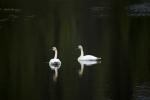 Trumpeter Swans