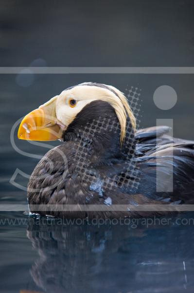 Tufted Puffin