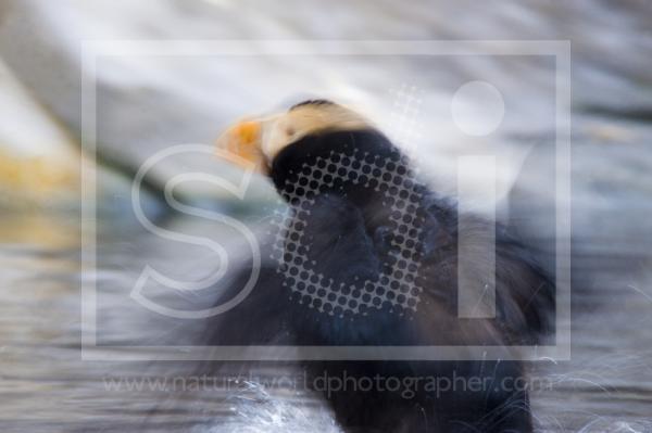 Tufted Puffin Flapping