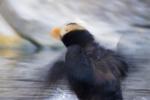 Tufted Puffin Flapping