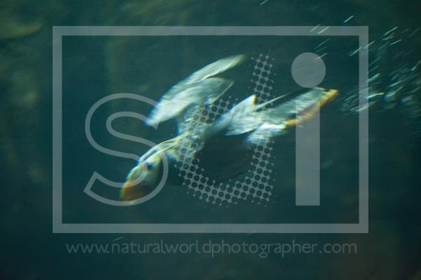 Tufted Puffin Flying Underwater
