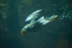 Tufted Puffin Flying Underwater