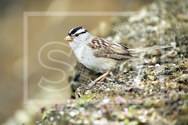 White-Crowned Sparrow