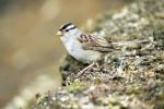 White-Crowned Sparrow