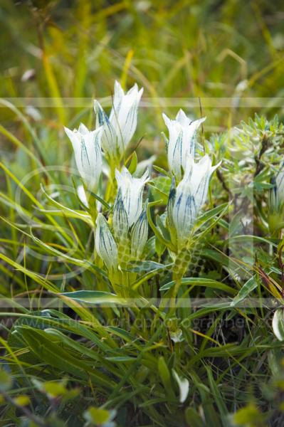 Whitish Gentian